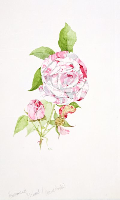 Rosa Ferdinand Pichard by Sarah Creswell